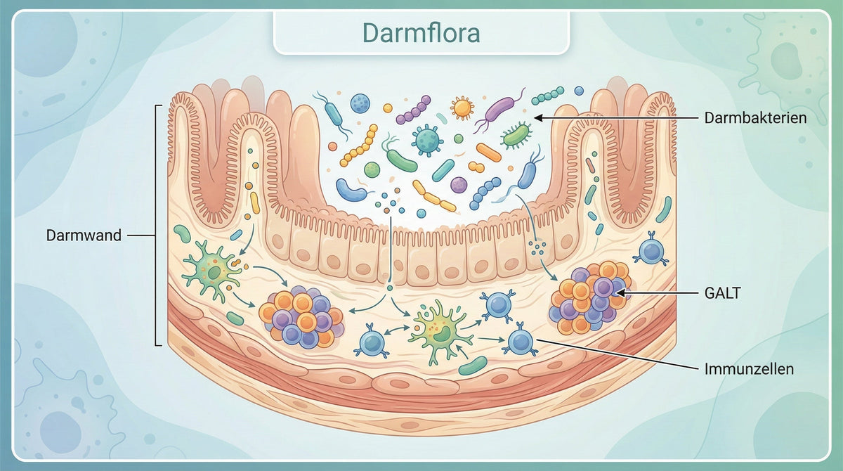 Wissenschaftliche Illustration der Verbindung zwischen Darm und Immunsystem mit Beschriftungen Darmwand, Darmbakterien, Immunzellen, GALT